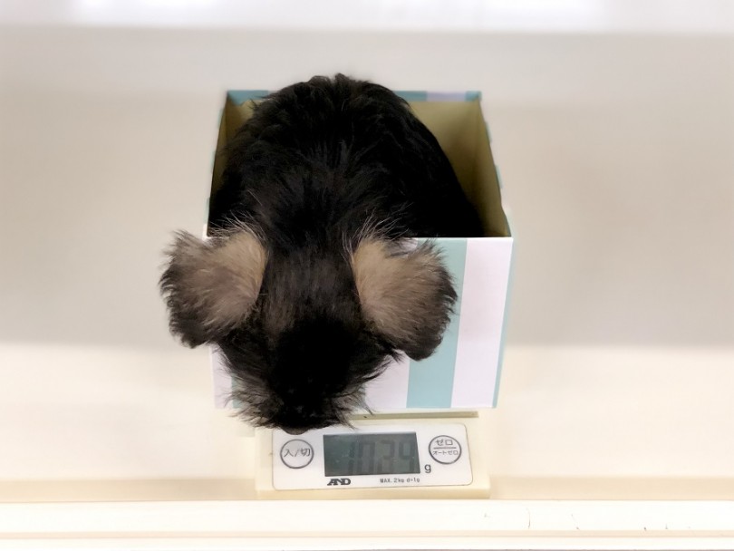 通常のシュナウザーと比べて一回り程小さく成長中 成犬時には6㎏程度 | ミニチュアシュナウザー （118320） - 城山店