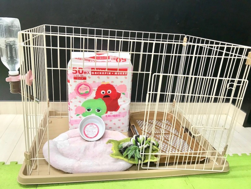 ブルちゃんとの楽しい生活に必要なもの | フレンチブルドッグ （120156） - 今宿店