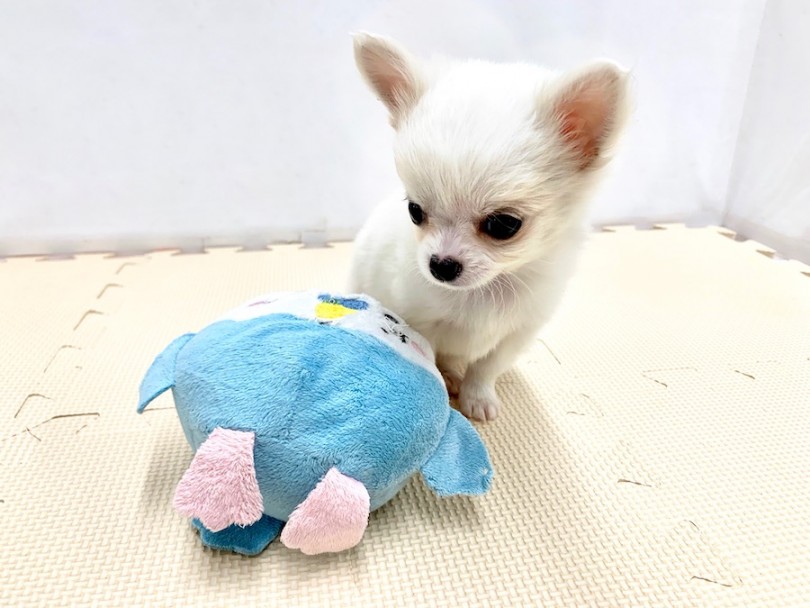 おもちゃで遊んでみましょう！ | チワワ （814502） - 相模大塚店