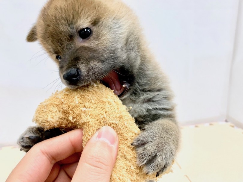 ハイテンション | 柴犬 （814509） - 相模大塚店