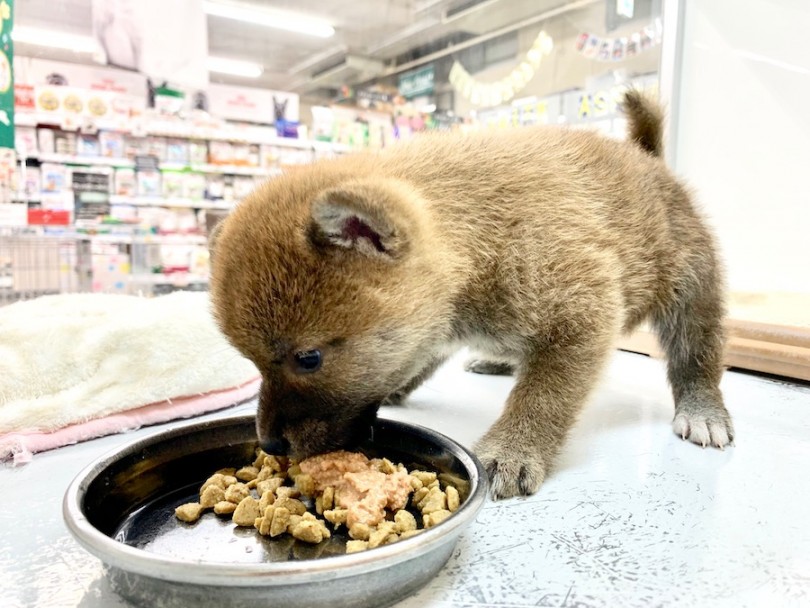 ご飯大好き | 柴犬 （814509） - 相模大塚店