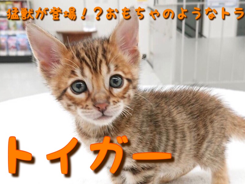 【 トイガー 】猛獣がペットショップに登場！？おもちゃのようなトラがやってきた！？