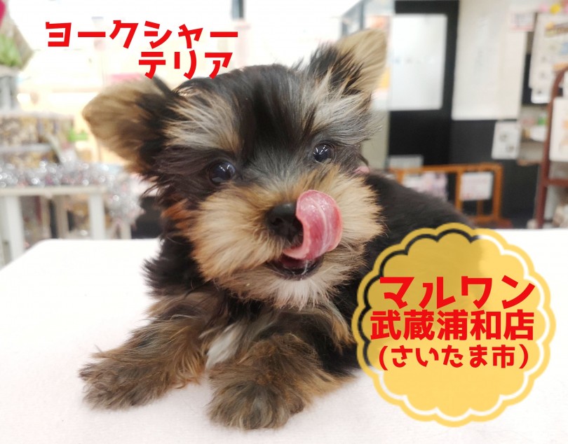 【 ヨークシャーテリア 】生後75日で700gの極小サイズ！！舌がペロっと！ペコちゃんヨーキー！！ 