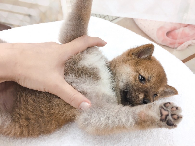 胸元の毛色にも注目 | 柴犬 （6130783） - 大倉山店