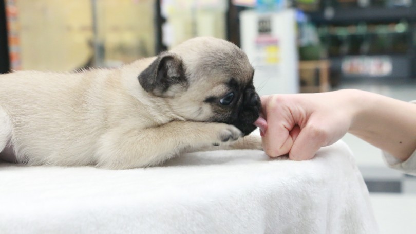 特徴 朗らかで懐っこい性格 | 極小 パグ （119144） - 梅島店