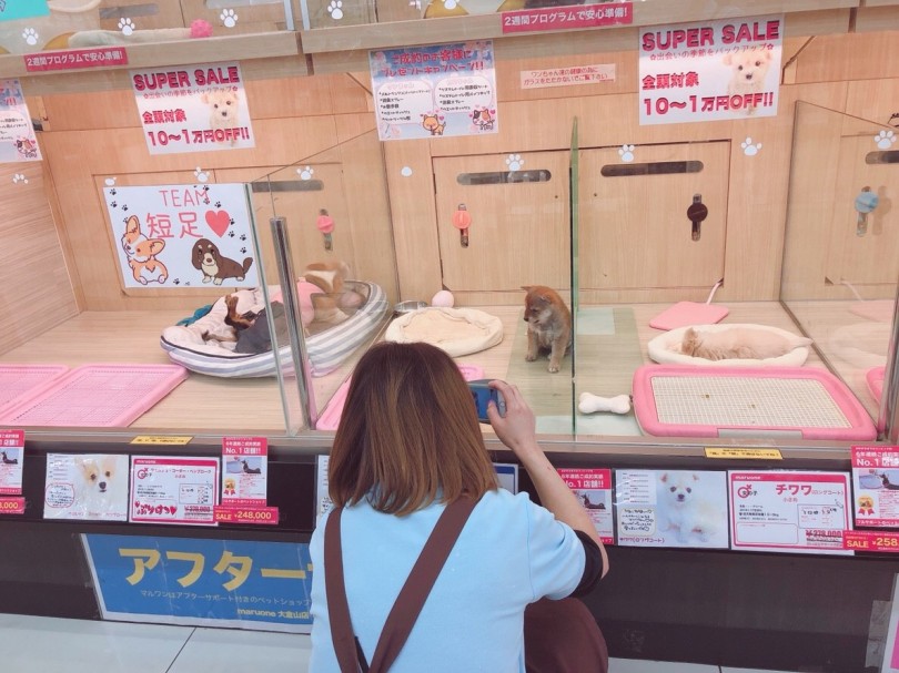 お店でお待ちしております! | 赤柴犬 （6130781） - 大倉山店