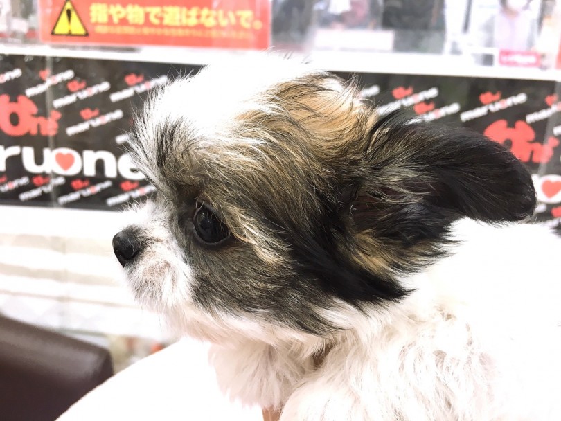 お鼻は短めでアップルヘッド | MIX犬 チワワ × シーズー （6130776） - 大倉山店