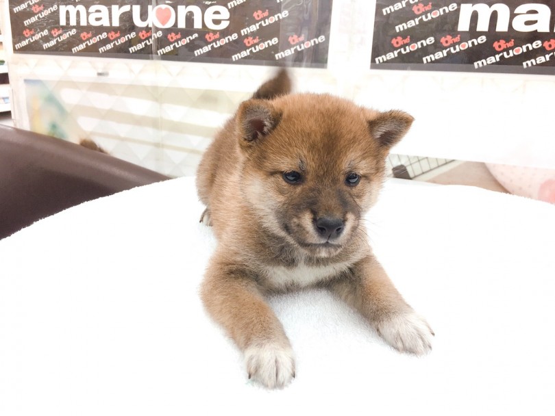 尻尾高速ブンブン!!超フレンドリー | 柴犬 （6130783） - 大倉山店