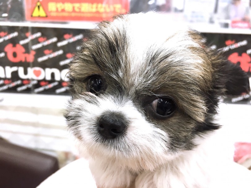 毛色と艷やかで触り心地が滑らか | MIX犬 チワワ × シーズー （6130776） - 大倉山店