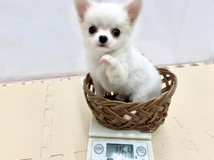 生後50日時点での体重は464g | チワワ （814502） - 相模大塚店