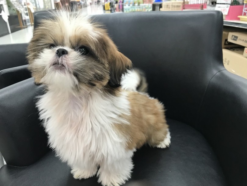 物覚えも良く、穏やかで優しい犬種 | シーズー （311839） - 港北ニュータウン店