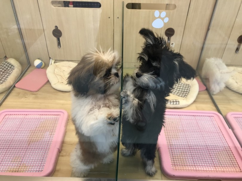 お隣の子とガラス越しにおいかけっこ | シーズー （311839） - 港北ニュータウン店