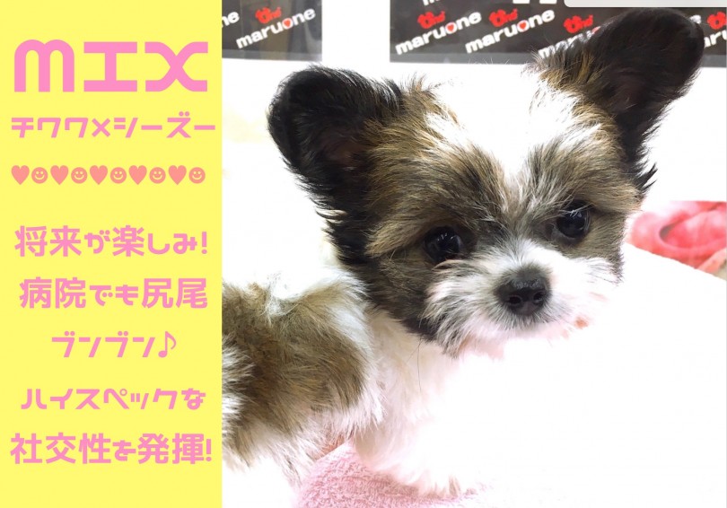 【 MIX犬 】ハイレベルな社交性を発揮!!病院でも尻尾ブンブンなごきげんさん!