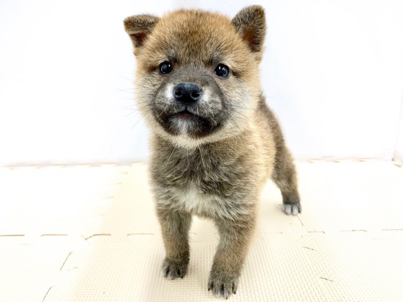 まん丸の丸顔で太く短い鼻が子グマ系 | 柴犬 （814509） - 相模大塚店
