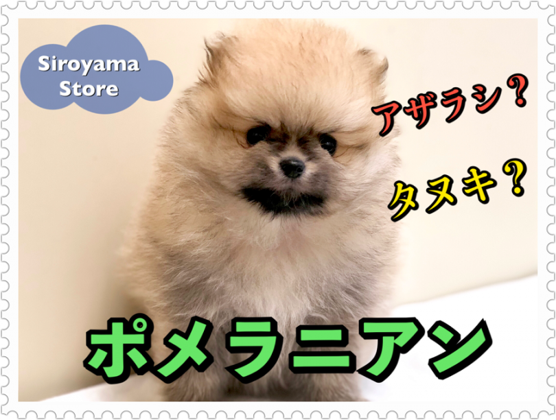 【 アザラシ系ポメラニアン 】タヌキを超えたアザラシ系！？超絶可愛いポメラニアン登場！