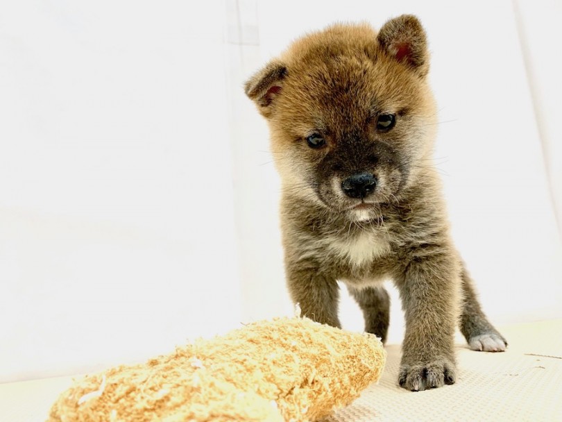 遊ぶときはエンジン全開 | 柴犬 （814509） - 相模大塚店