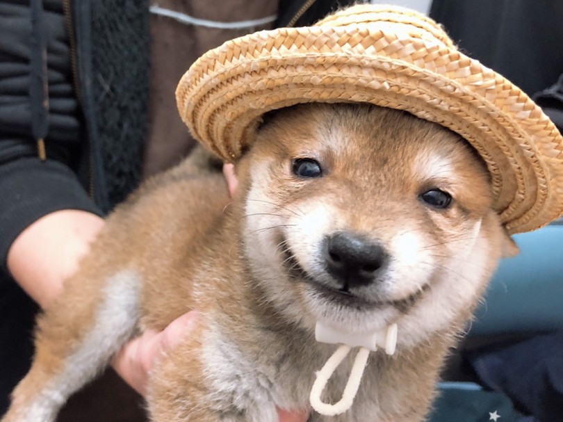麦わら帽子スタイル | 赤柴犬 （6130781） - 大倉山店