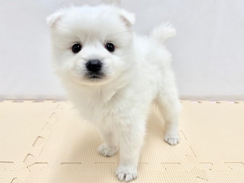 純白の中に光り輝く瞳と鼻がトレードマーク | スピッツ （814507） - 相模大塚店