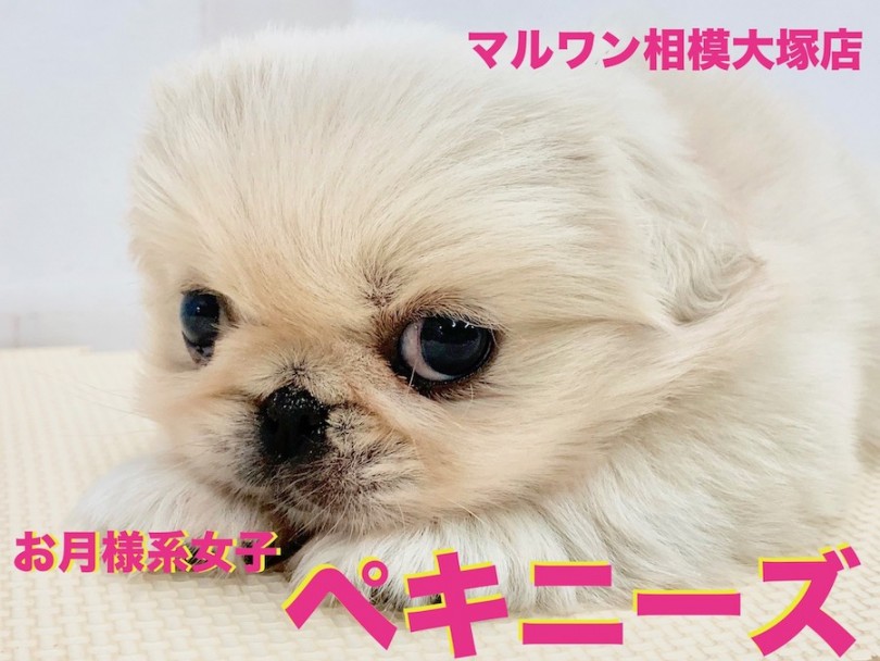 【 ペキニーズ 】今癒されたい方必見！お月様の様なまん丸フェイス、表情豊かなペキちゃん