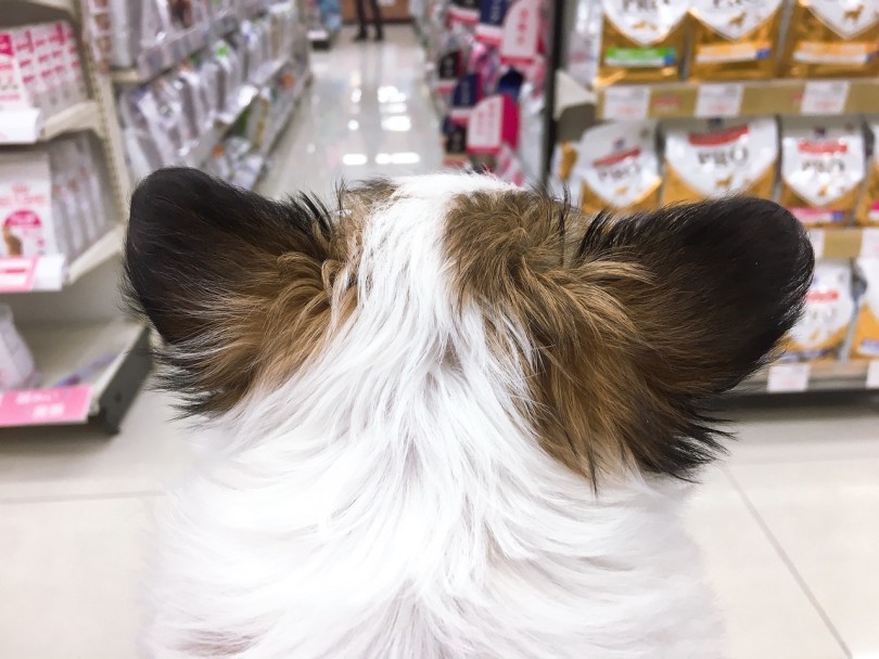 後頭部はパピヨンっぽい! | MIX犬 チワワ × シーズー （6130776） - 大倉山店