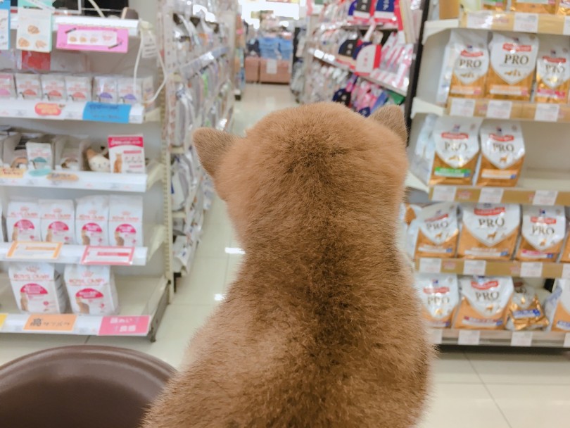 後頭部 丸くてポフッとした触り心地はやみつき | 赤柴犬 （6130781） - 大倉山店