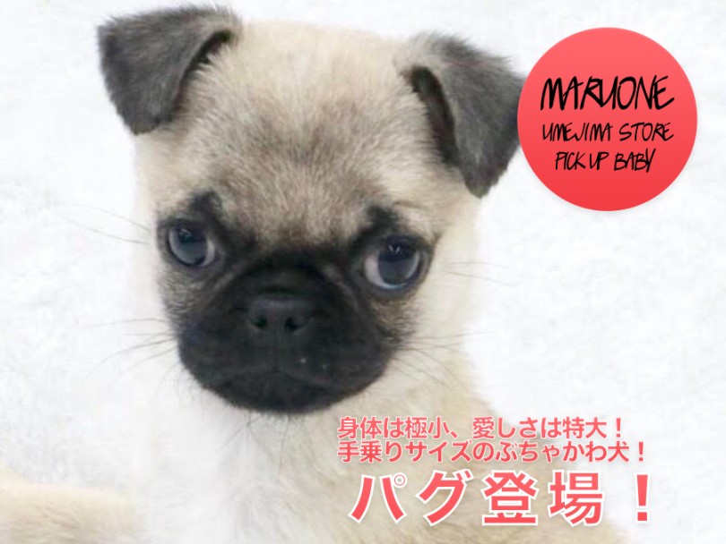 【 極小 パグ 】身体は極小、愛しさは特大！手乗りサイズのぶちゃかわ犬！