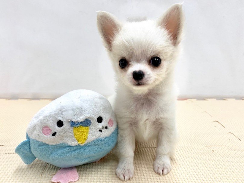 ちゃ～んと座ってくれるチワワちゃんが可愛い | チワワ （814502） - 相模大塚店