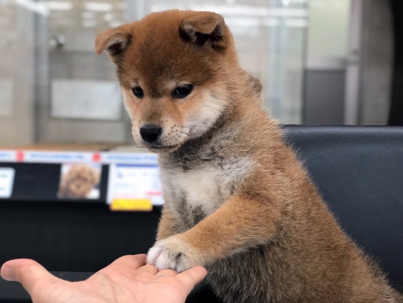 お散歩のパートナーに柴犬くんはいかがですか？ | 柴犬 （311844） - 港北ニュータウン店