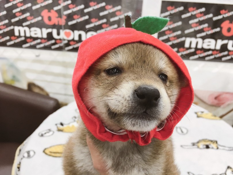 可愛すぎて悶絶しました。 | 赤柴犬 （6130781） - 大倉山店