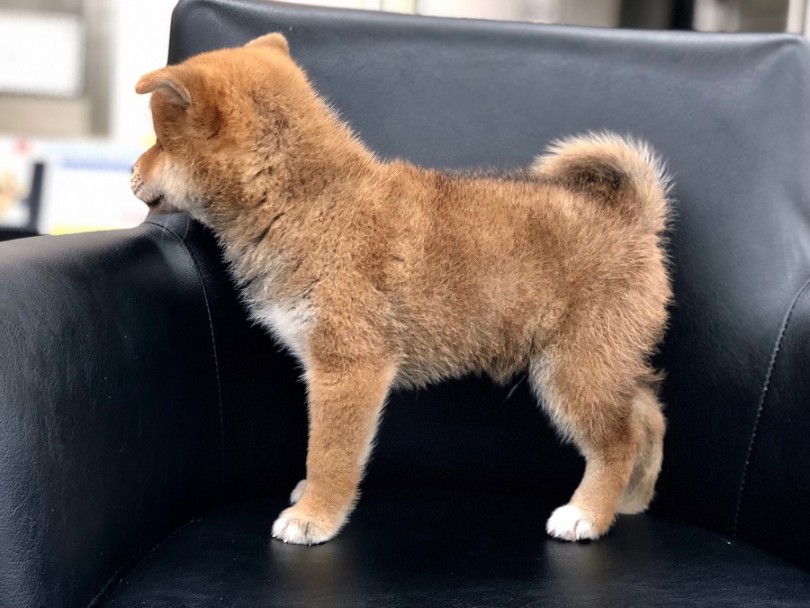 毛色は濃くて鮮やかな赤 | 柴犬 （311844） - 港北ニュータウン店