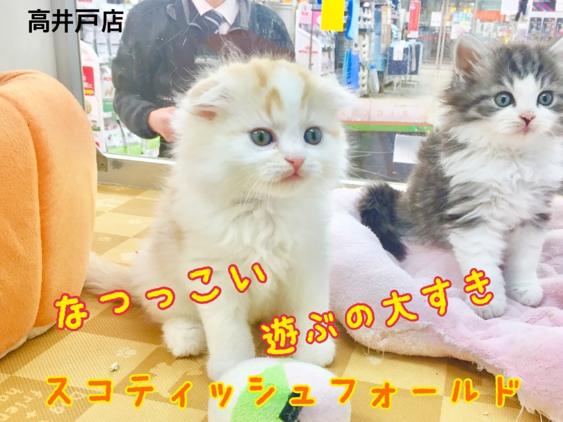 【 スコテッシュフォールド 】愛くるしさ120％スコティッシュフォールド 