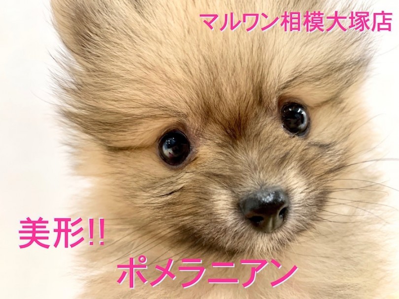 【 ポメラニアン 】1度見たらもう虜！美形・小さめ！生粋のアイドル!