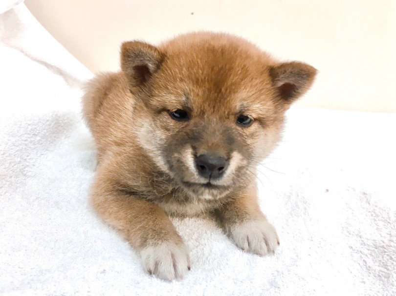 柴犬の事ならマルワン随一のお店 | 柴犬 （6130783） - 大倉山店