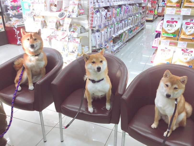 卒業生の柴犬仲間もたくさん | 柴犬 （6130783） - 大倉山店