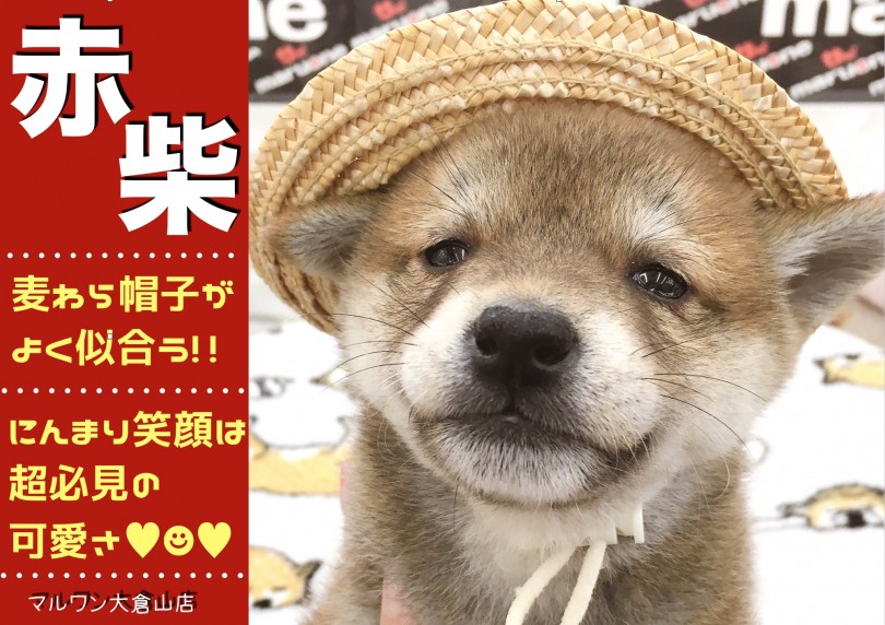 【 赤柴犬 】可愛いにんまり笑顔につられて笑顔!被り物シリーズは超必見!!