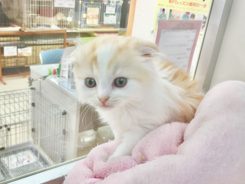 クッションの上で遊んでいました | スコテッシュフォールド （130094） - 高井戸店