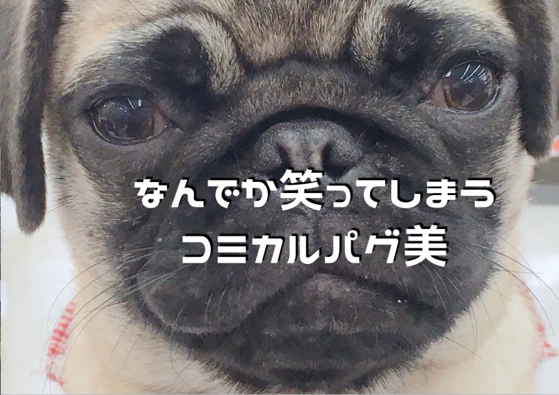 【 小さめ パグ 】コンパクトサイズに成長中!!社交性抜群のコミカルパグ美!!