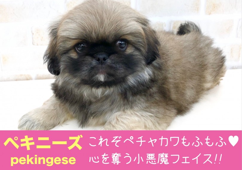 【 ペキニーズ 】これぞペチャカワもふもふ！！  心を奪う小悪魔フェイス！！