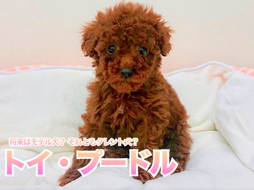 【 トイ・プードル 】 将来はモデル犬？ それともタレント犬？ イケメンプードルがやってきた!!