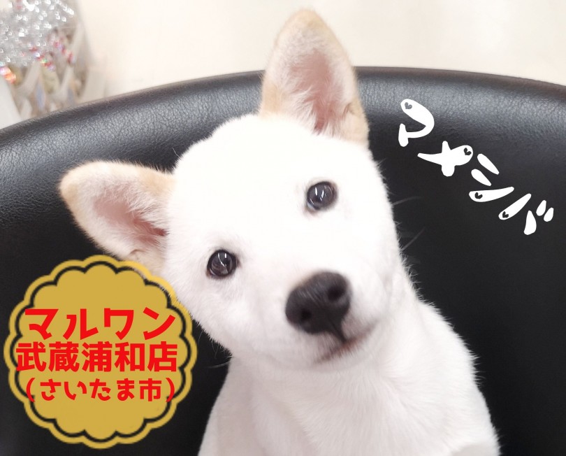 【 豆柴 】おトイレOK！無駄吠えなし！安心して室内飼い出来る豆柴くんになりました！！