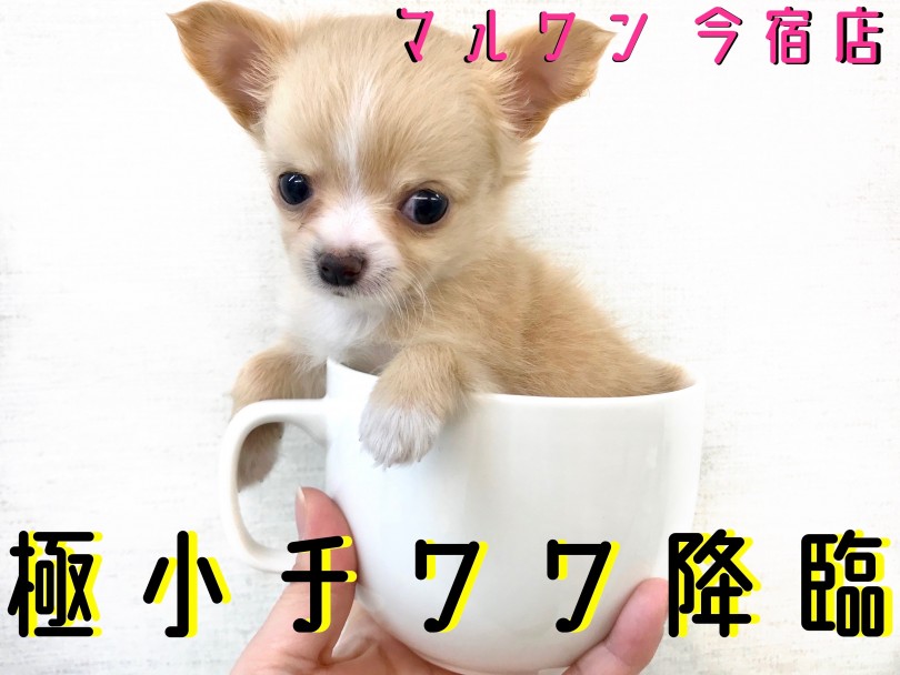 【 極小 チワワ 】マズル短め・クリームカラーの極小チワワ降臨！初めてのチワワ生活のための情報満載！
