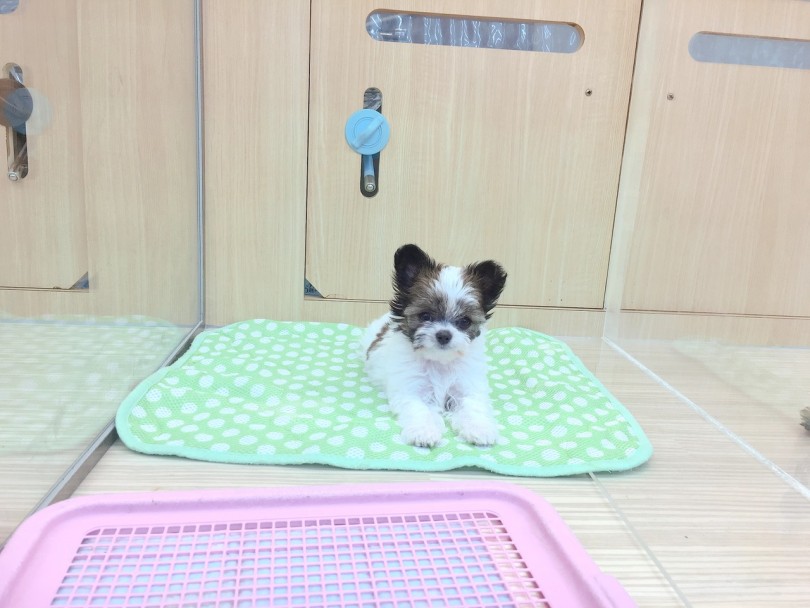 最近お耳が立ちました | MIX犬 チワワ × シーズー （6130776） - 大倉山店