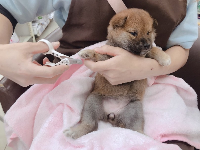 何されているか理解していない様子 | 柴犬 （6130789） - 大倉山店