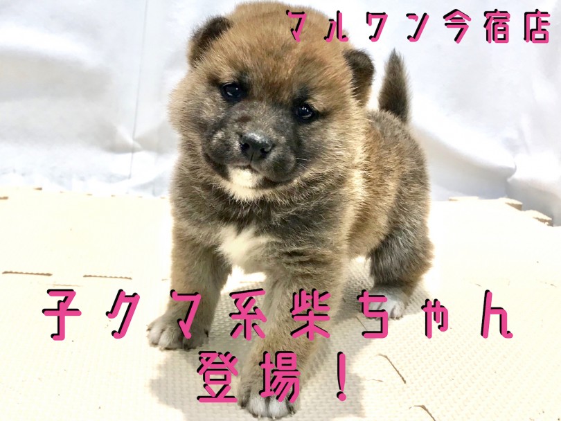 【 柴犬 】子クマ系柴ちゃん登場！初めての方向けの情報満載です！