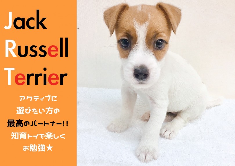 【 ジャックラッセルテリア 】アクティブに遊びたい方の最高のパートナー♥知育トイで遊びながらお勉強!!