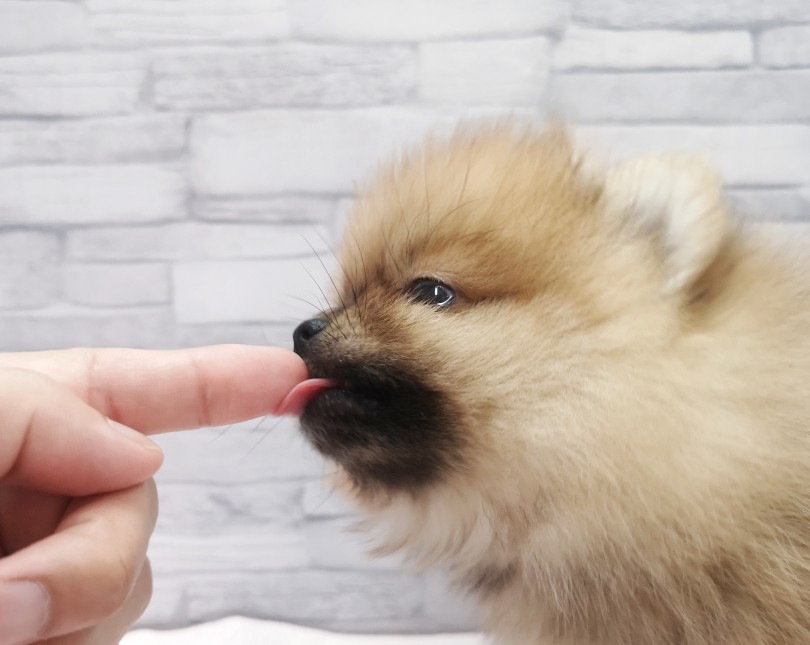 横から見るとタヌキかアライグマの赤ちゃんの様 | ポメラニアン （412768） - さいたま 武蔵浦和店