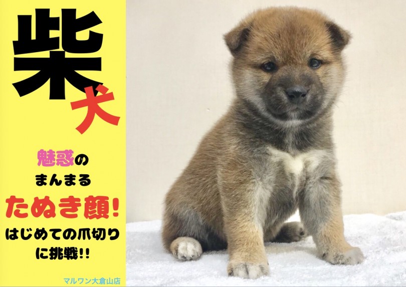 【 柴犬 】太く短いマズルと魅惑のムチコロボディ!!これぞたぬき顔!はじめての爪切りに挑戦!!