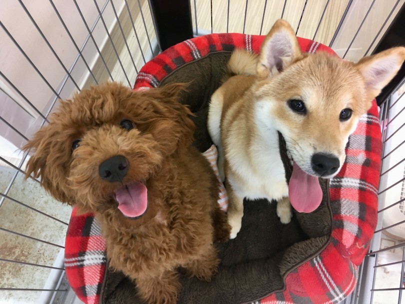 柴犬ちゃんと同じ部屋で生活中 | トイ・プードル （713603） - 鶴見店