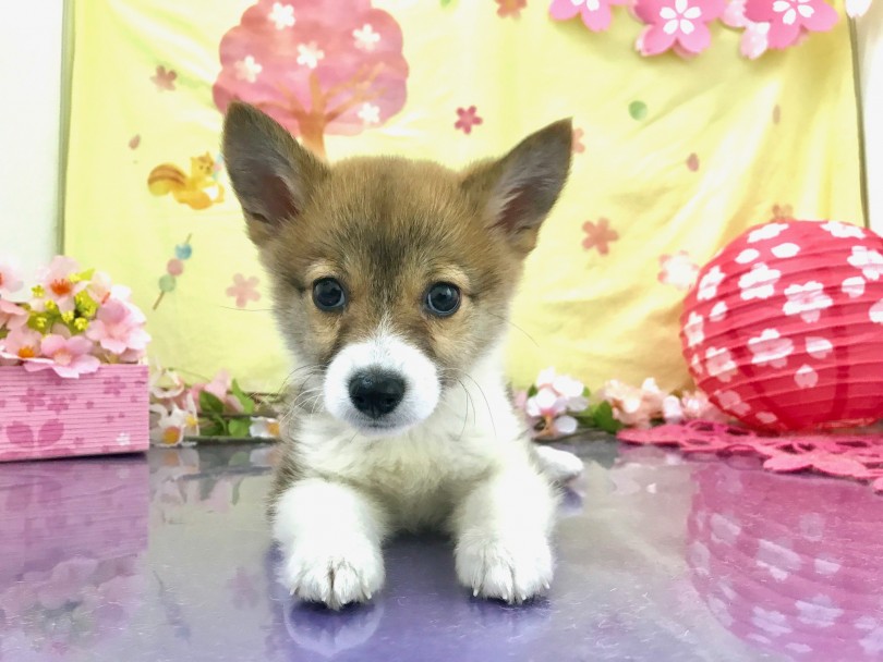 ブログだけでは、すべての魅力をお伝えしきれない | ウェルシュコーギーペンブローク （117186） - 鎌ヶ谷店