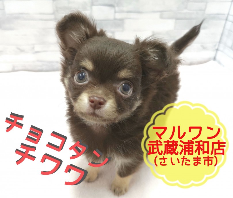 【 チワワ 】生後75日で590g！！可愛いすぎるイケメンベイビー！！